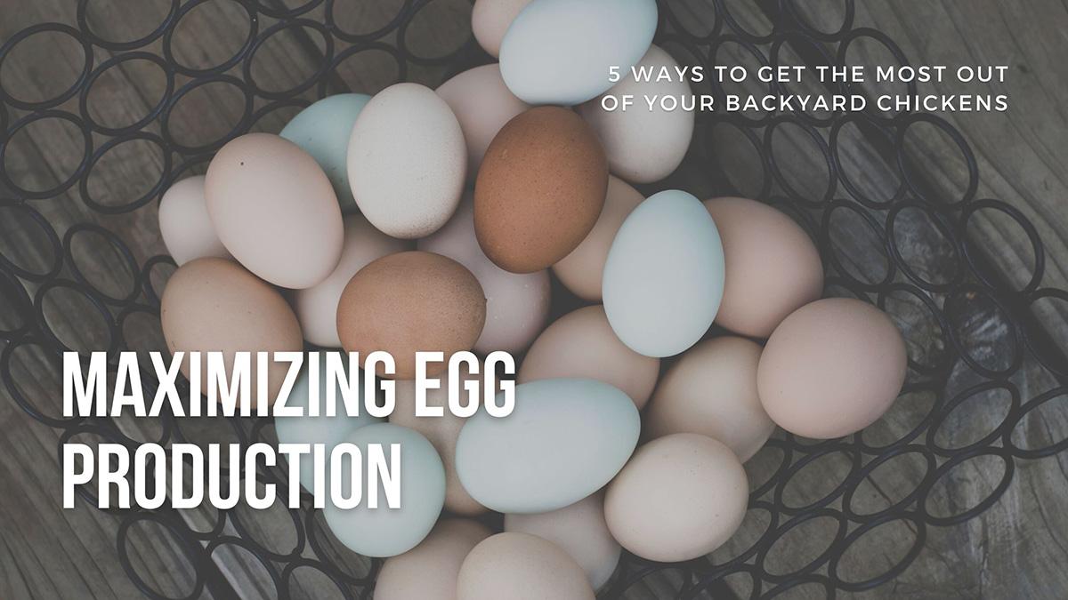 Maximizing Egg Production in Your Backyard Chicken Flock