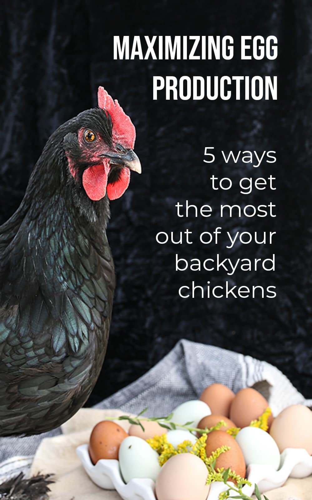 Maximizing Egg Production in Your Backyard Chicken Flock