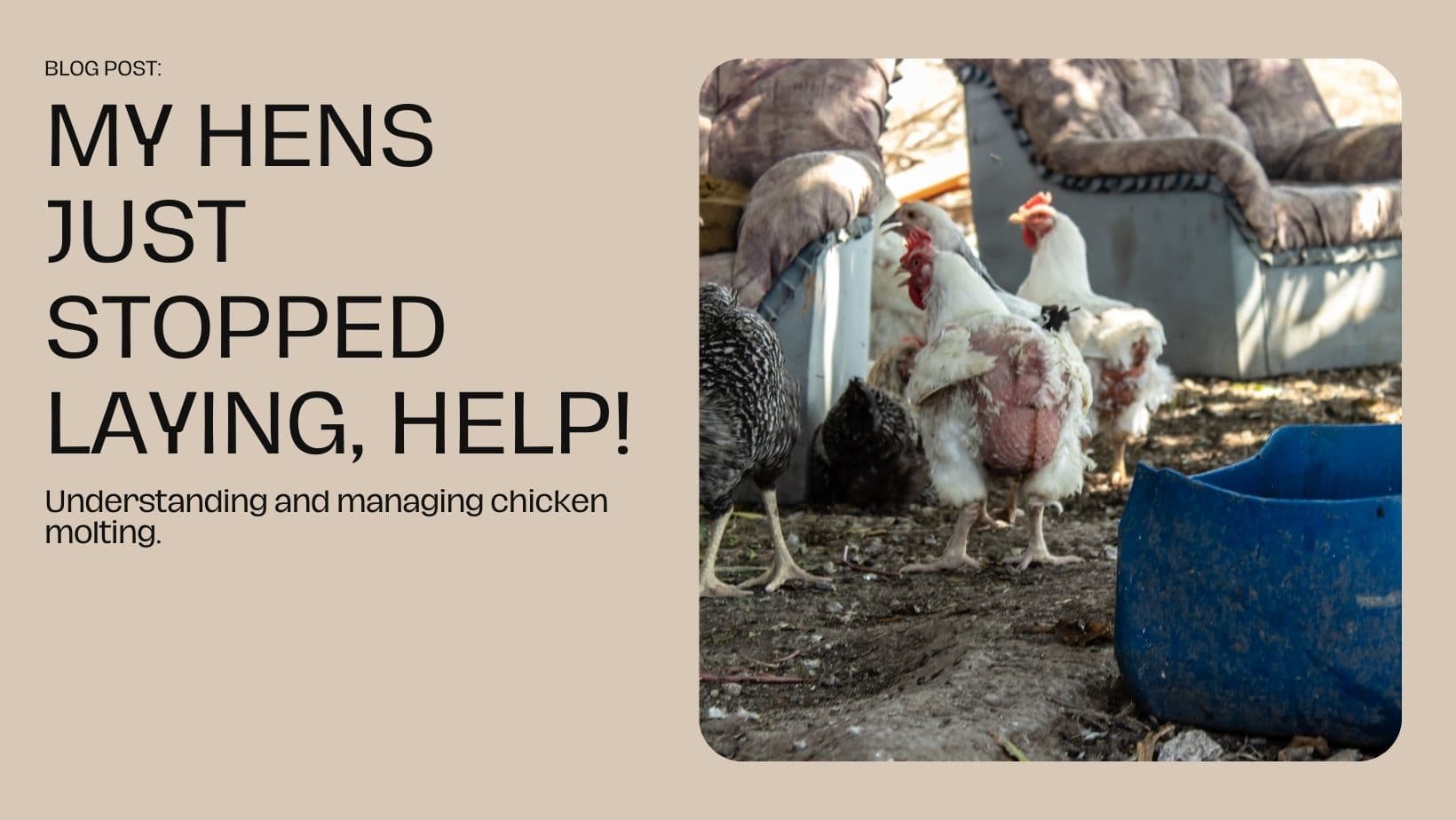 My Hens Just Stopped Laying, Help! Understanding and Managing Chicken Molting