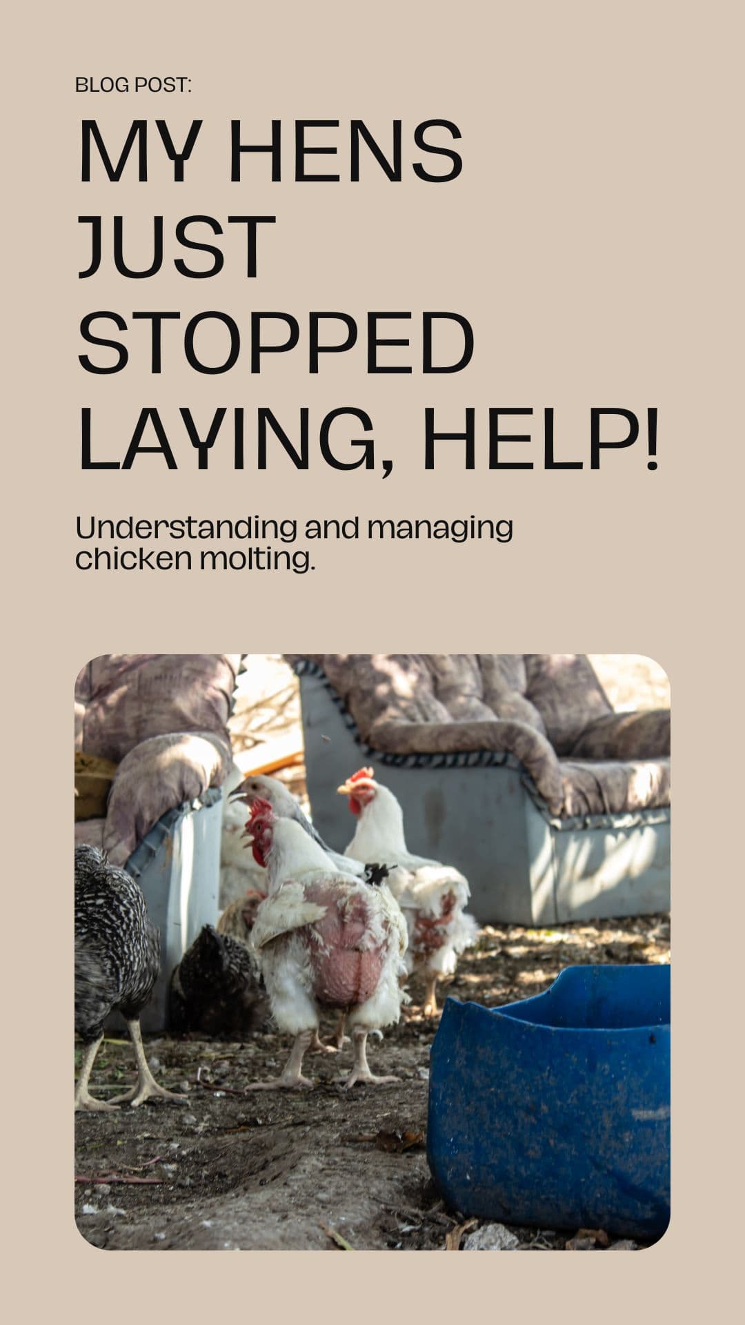 My Hens Just Stopped Laying, Help! Understanding and Managing Chicken Molting